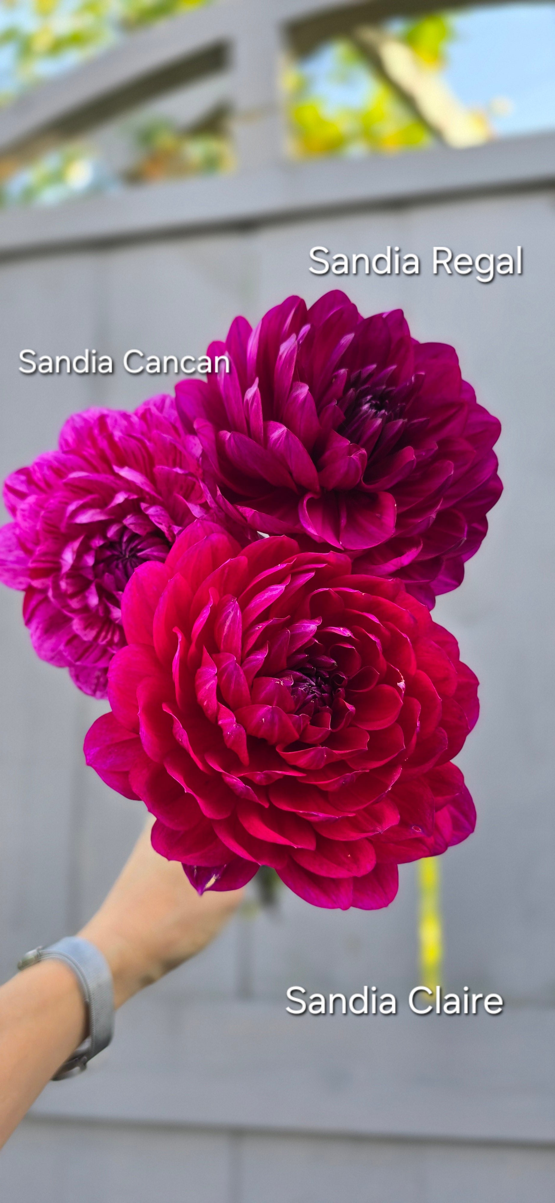 Sandia Regal